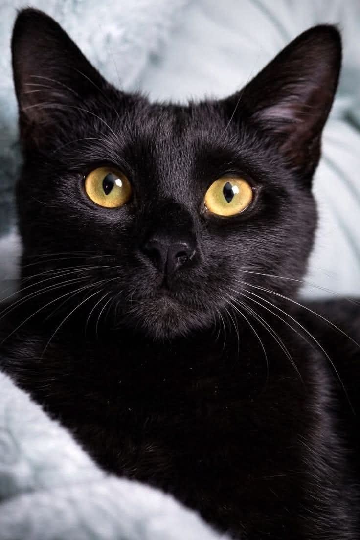 𝗔𝗺 𝗶 𝗯𝗲𝗮𝘂𝘁𝗶𝗳𝘂𝗹 𝘀𝗮𝘆 𝗬𝗲𝘀 𝗼𝗿 𝗡𝗼.🖤