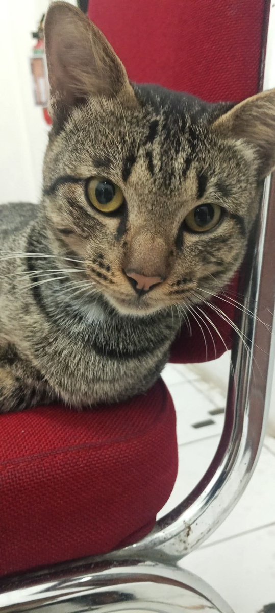 Hello friends, I woke up🐾
Those of you who are still sleeping, don't forget to wake up😸