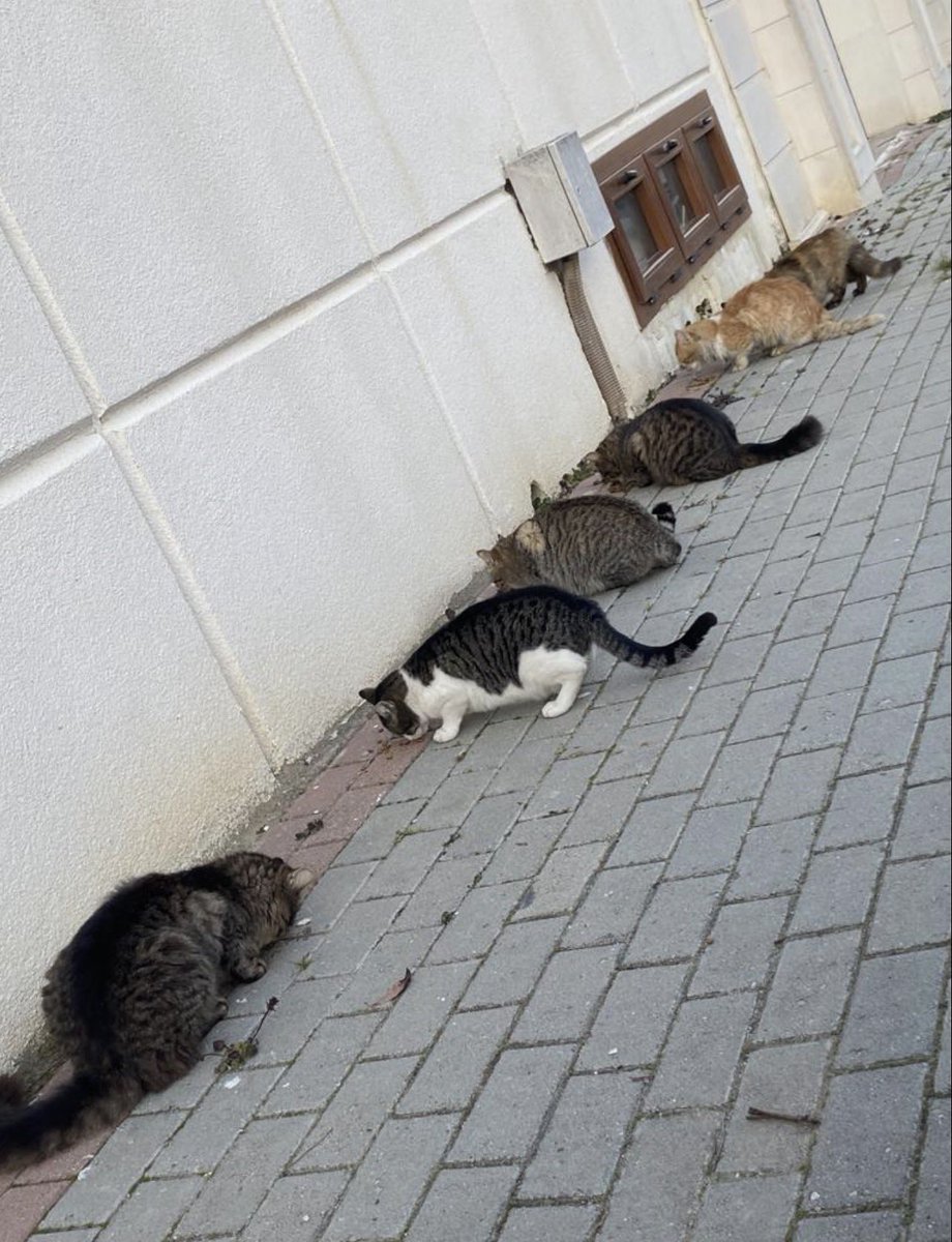 aysun6676's tweet photo. Hem sokak canları hemde korumaya aldığımız kedilerimiz için acil mamaya ihtiyacımız var arkadaşlar gören imkanı dahilinde destek olabilirmi lütfen 🙏 https://t.co/EgZVrWMHqz