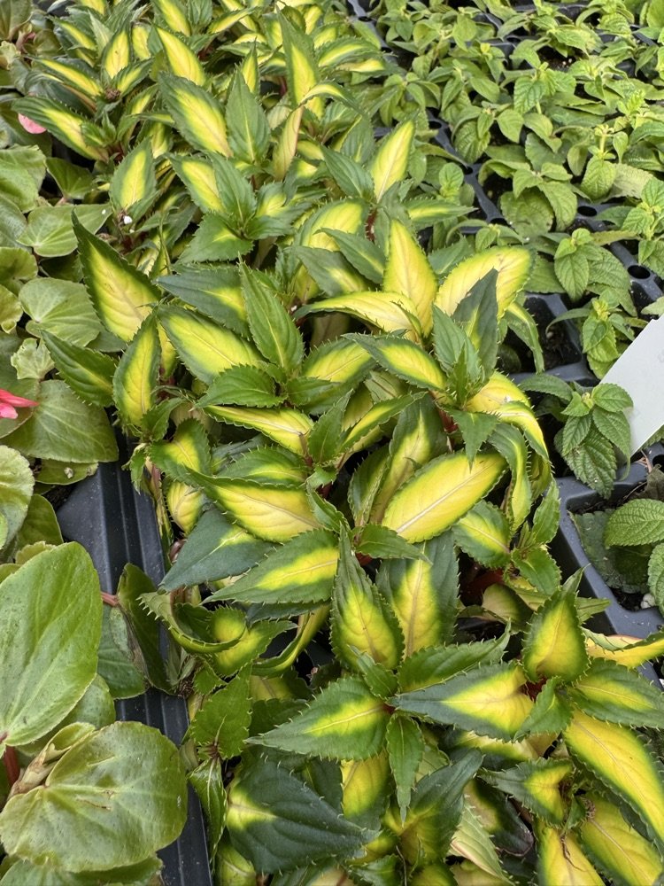 USD 398 Peabody - Burns tweet media