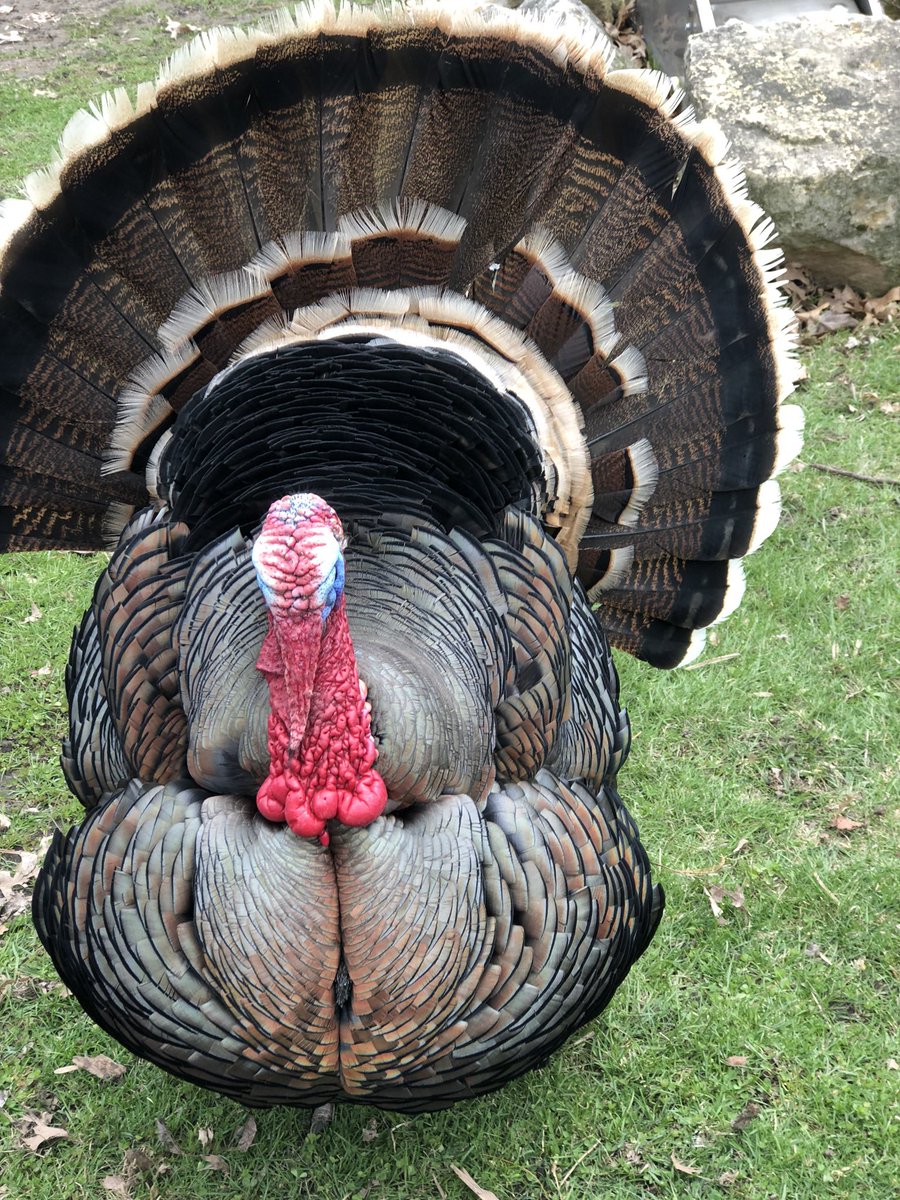 こんな外見の巨大な鳥を移動子供ふれあい動物園が買っていたのチョイス