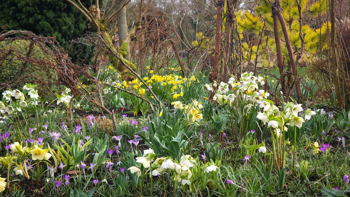 christophhowell's tweet photo. As spring gently arrives in John's Garden at Ashwood. 
@JohnsGardenAsh https://t.co/wq0UXVJ2FS