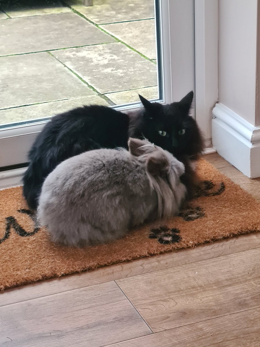 <a href="/_Demonia_/">🖤Smooch, Pablo (Blade & Fantom💔 (OTRB)🖤</a> He he me waz herz vewy gud wiv me tho n wen herz ad enuf her jumps up out me way 💓🐰💓😻💓