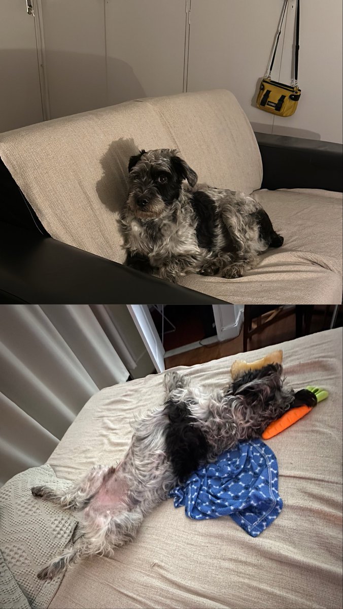actanabe's tweet photo. @musadosmeme 1a. noite: Ele não vai dormir na cama 
Hoje em dia: Eu durmo no sofá https://t.co/8kRf1gpAX6
