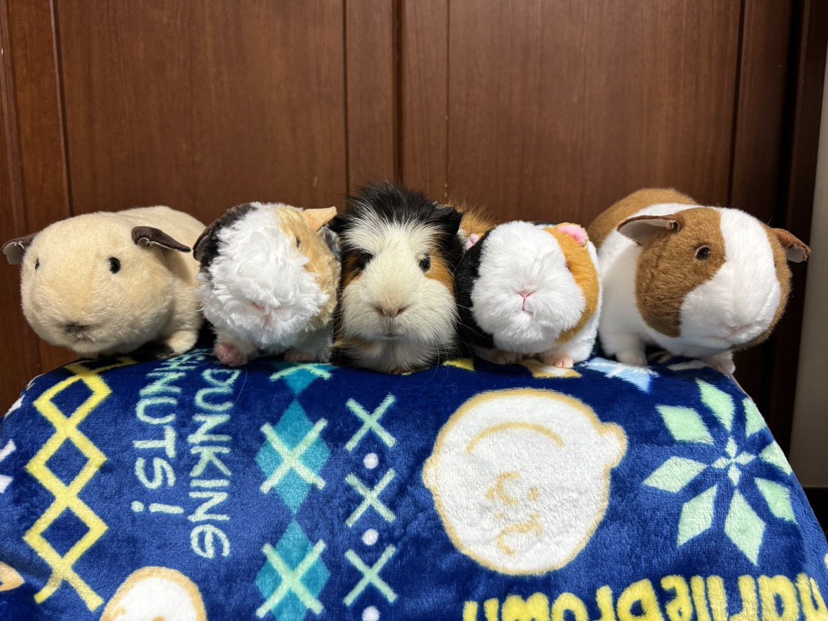 roku_bee_'s tweet photo. 本物はどーれだ？🐹 https://t.co/I2IpVKCKpN