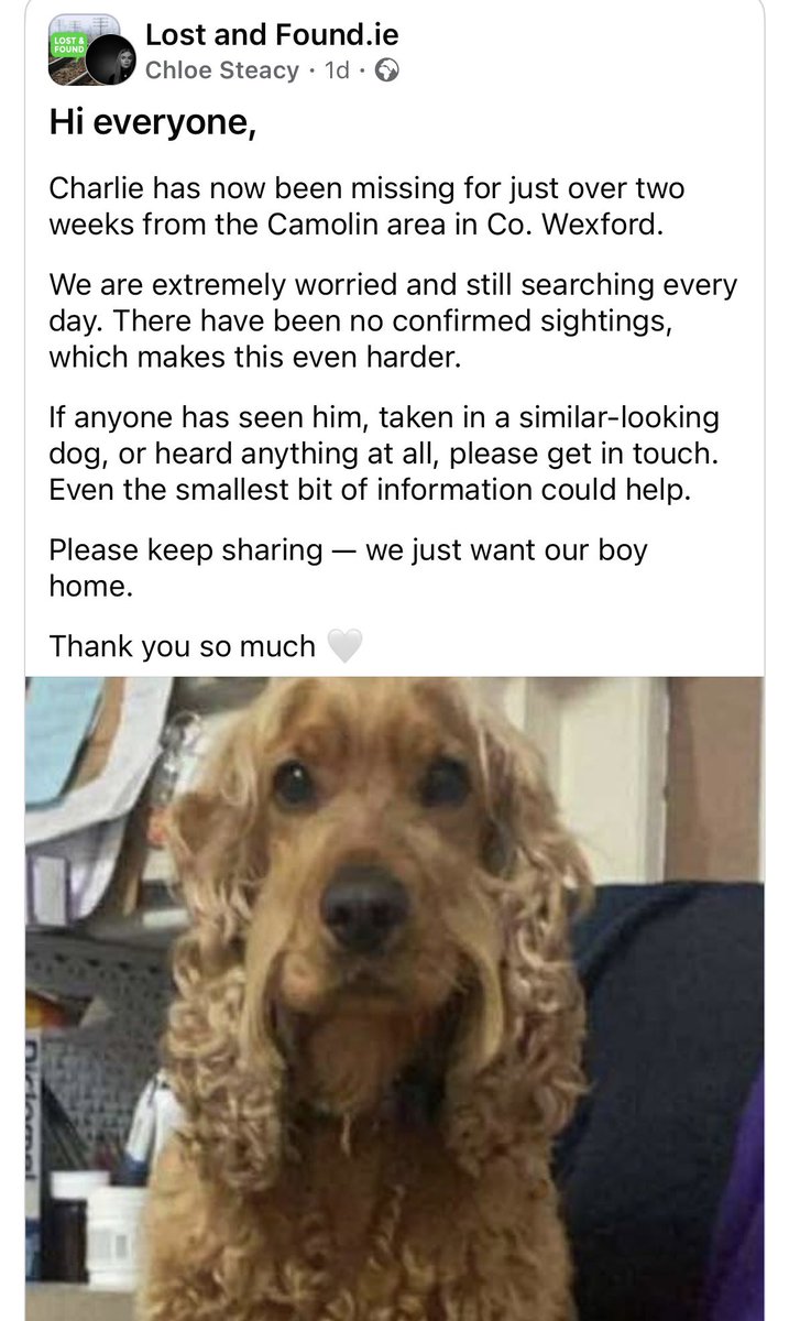 #SpanielHour 
Charlie has now been missing over 2wks from #Camolin area #CoWexford 
We are extremely worried and still searching every day. no confirmed sightings
If any1 has seen him, taken him in or heard anything at all, pls get in touch. the smallest bit of info? Pls