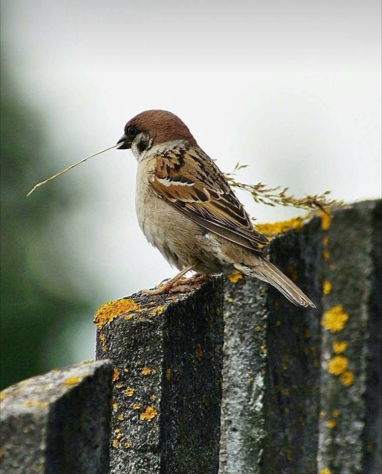 Mr.MOHAMMD tweet media