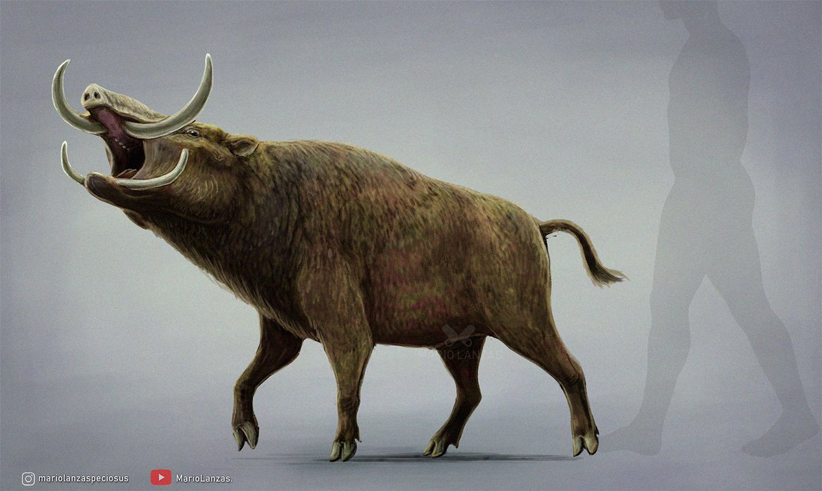 mariolanzas5's tweet image. CELEBOCHOERUS , from the ✨new video✨: youtube.com/watch?v=pSMEem… I just resleased, on the Quaternary Period. 🐗 Celebochoerus was found in south east Asia #celebochoerus #quaternary #paleoart #boar