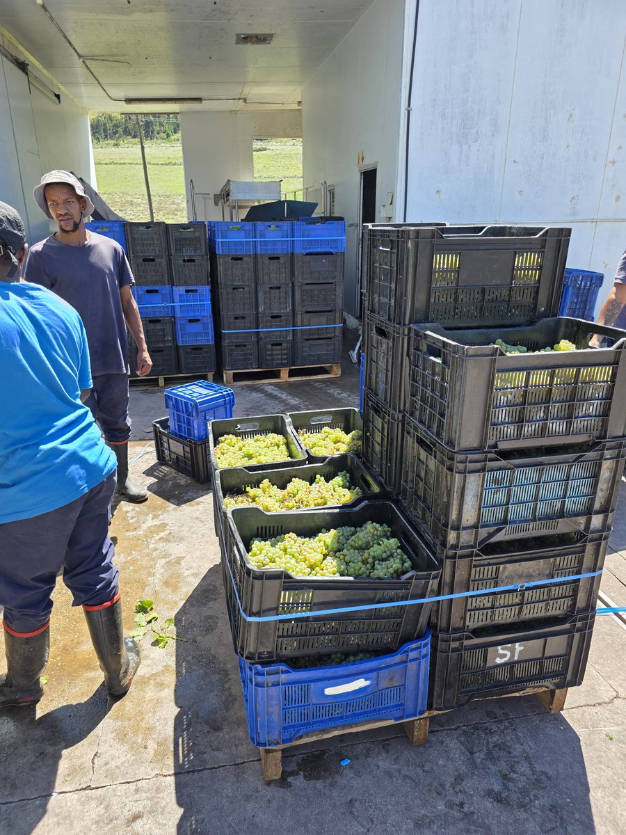 Today has been a Sauvignon Blanc sort of day