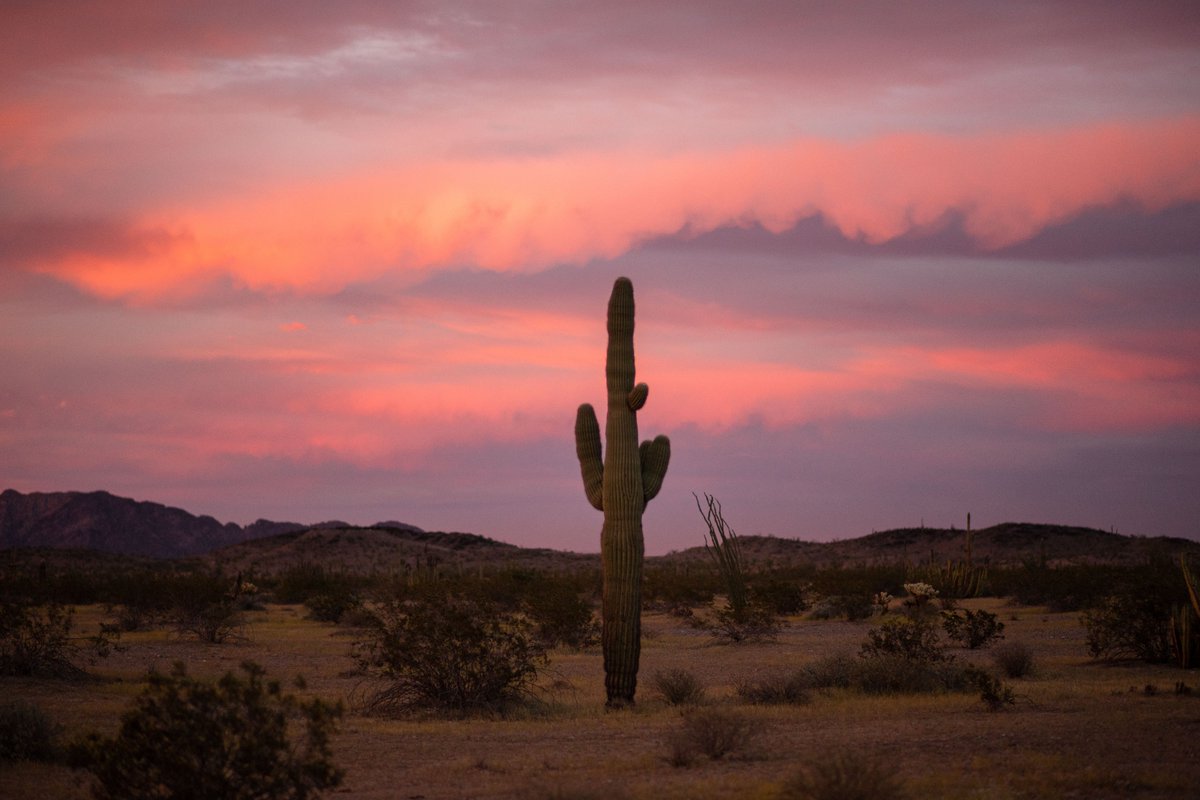 Ejido El Bajío tweet media
