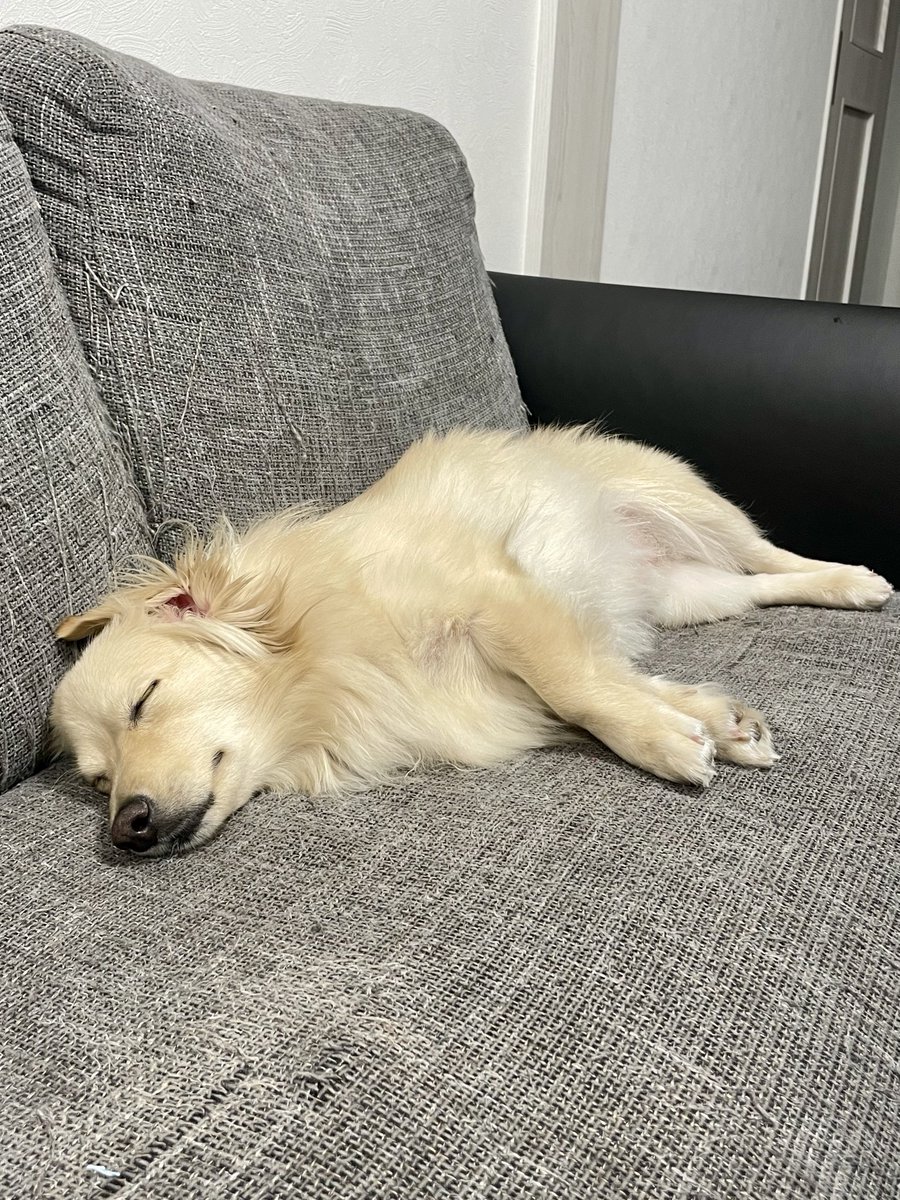 ポメックスのとろろくん (@monaka_0507) / Highlights / X