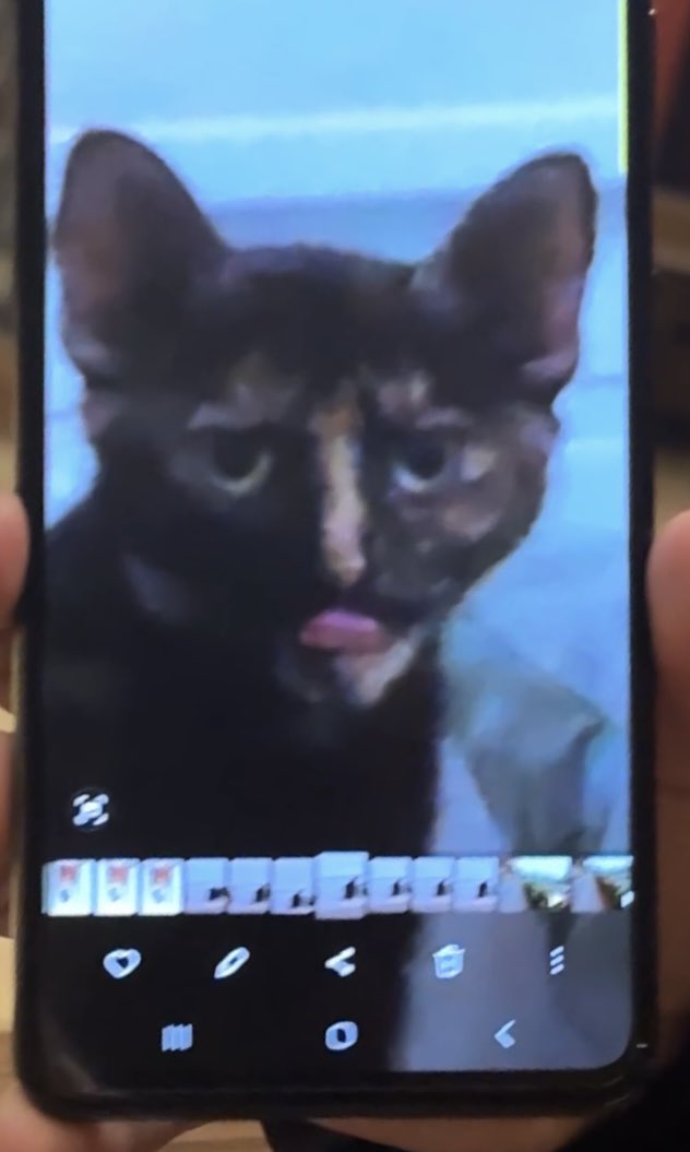 ya deux ans une meuf m’avait montré son chat j’ai tapé la barre de ma vie on s’est plus jamais reparlé 
matez la gl du chat mtn