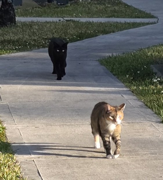 michell estrada tweet media