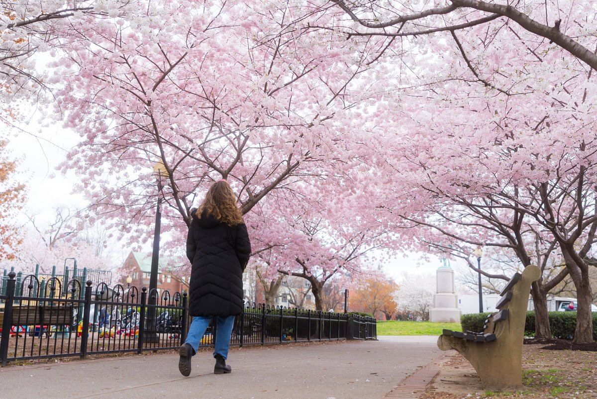 Visit Washington, DC tweet media