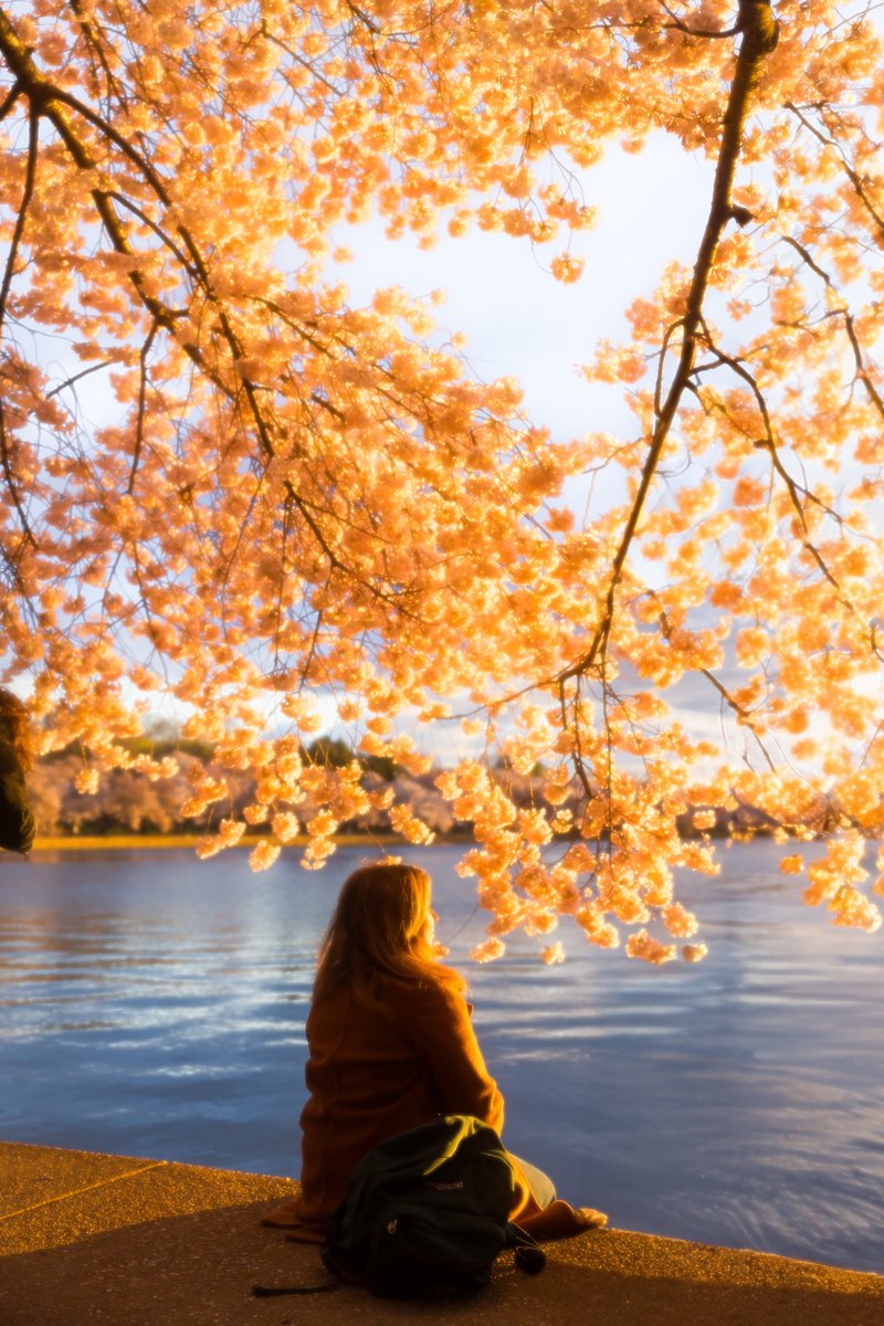 Visit Washington, DC tweet media