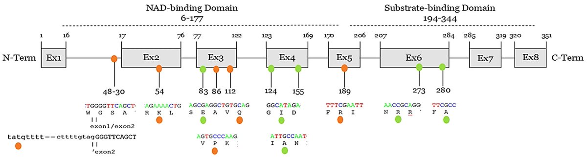Cardiogenetics MDPI tweet media