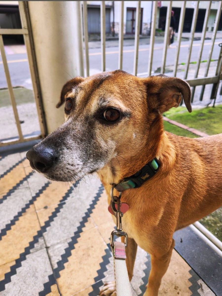 En breve, Nala publicará tutorial de sombreado y delineado de ojos. 💅🏻

IG: cuido.a.tu.mascota