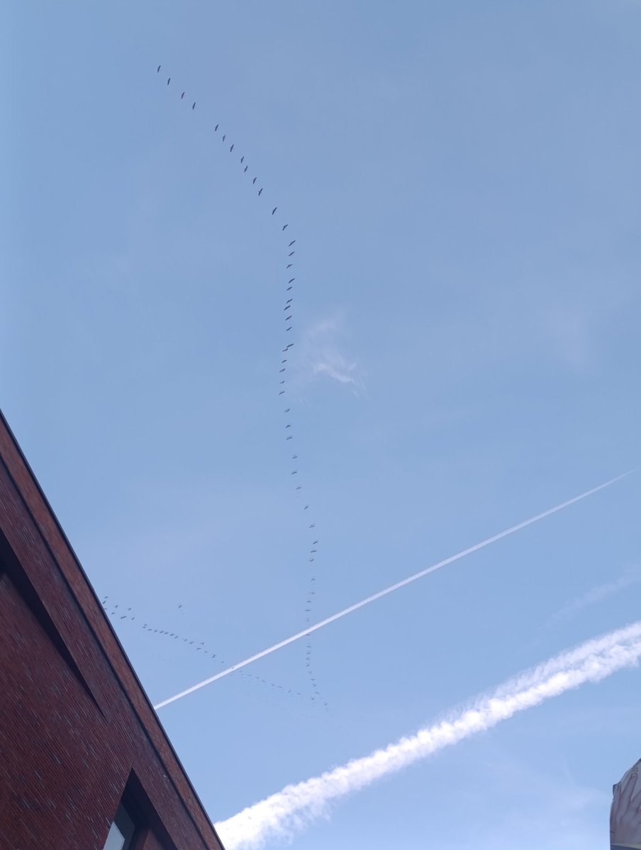 Durchgeficktes Eichhörnchen 🐿️🏳️‍🌈 tweet media