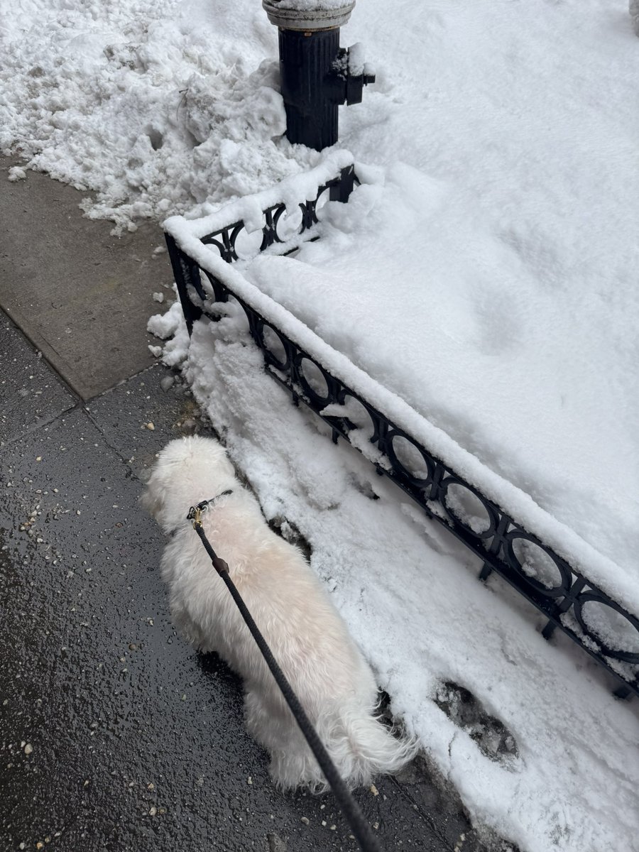 Maye Musk tweet media