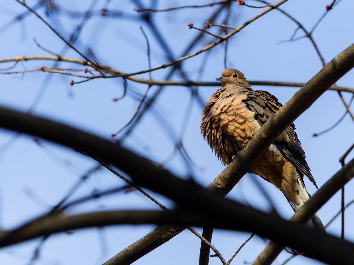 clementine!!!! 🍊 tweet media
