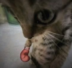 uristar00's tweet photo. @tomowrey LAPRAK KALAU JADI ORANG UDH TAK PUKUL SUMPAH 😭😭 https://t.co/8cvGcG5uZV