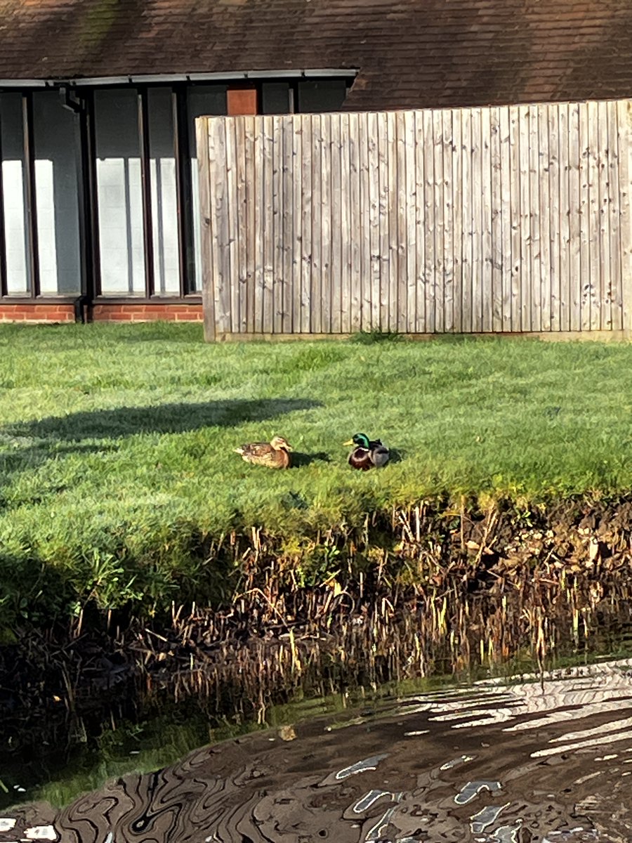 LVSHassocks's tweet photo. Sunshine at LVS Hassocks ☀️

Even the ducks are enjoying the change in weather 🦆

Days like this remind us how lucky we are to have such beautiful surroundings for our pupils to learn and grow in.

#ProudToBeLVSHassocks https://t.co/11RcyC7LD6