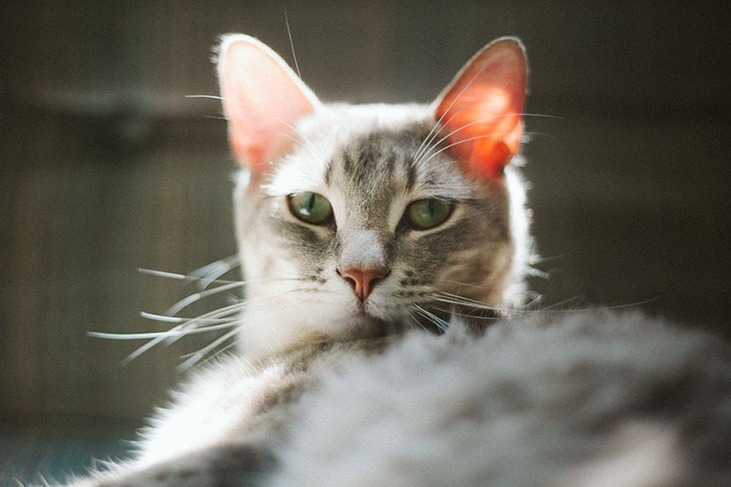 Cloud Strife and his kitty cat eyes.