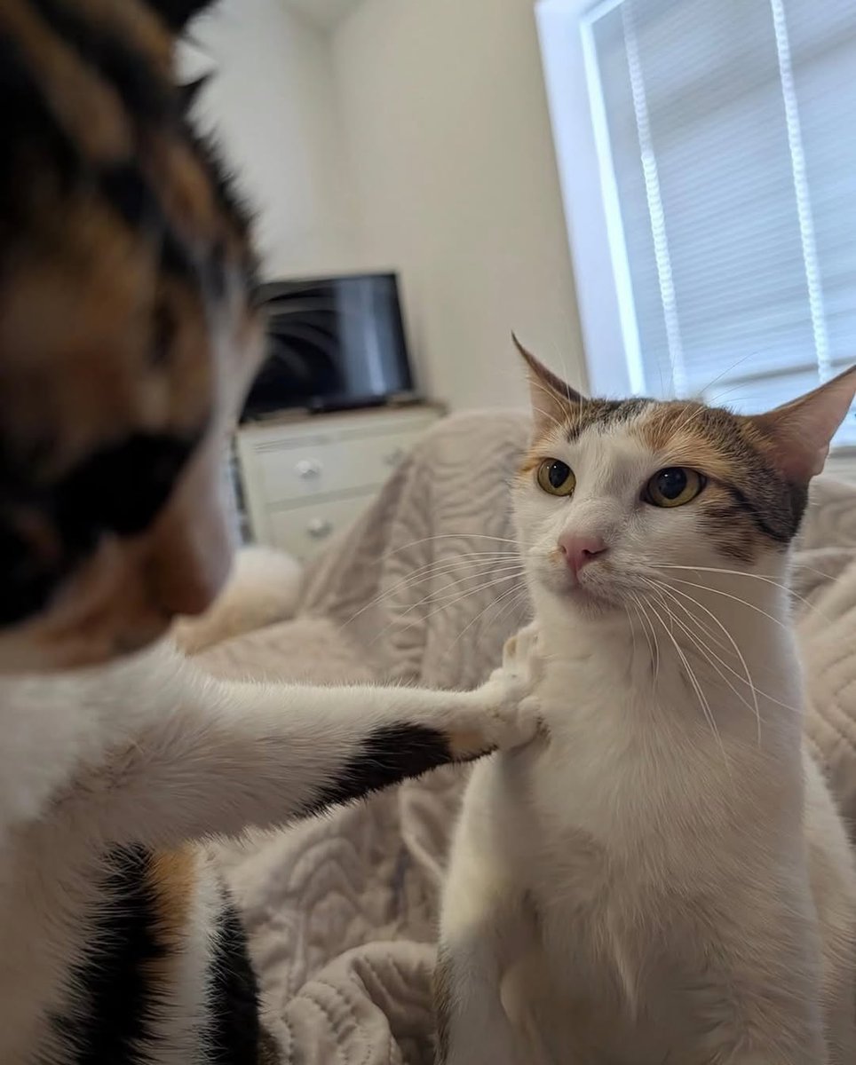 smol silly cat (@catsillyness) on Twitter photo 