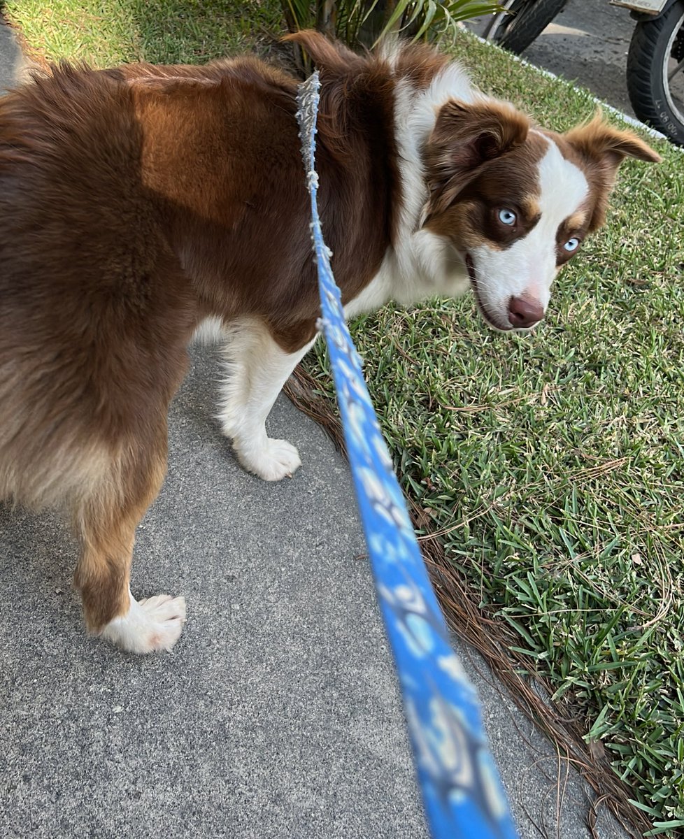 Took Addie for a walk yesterday… might be grooming time tbh