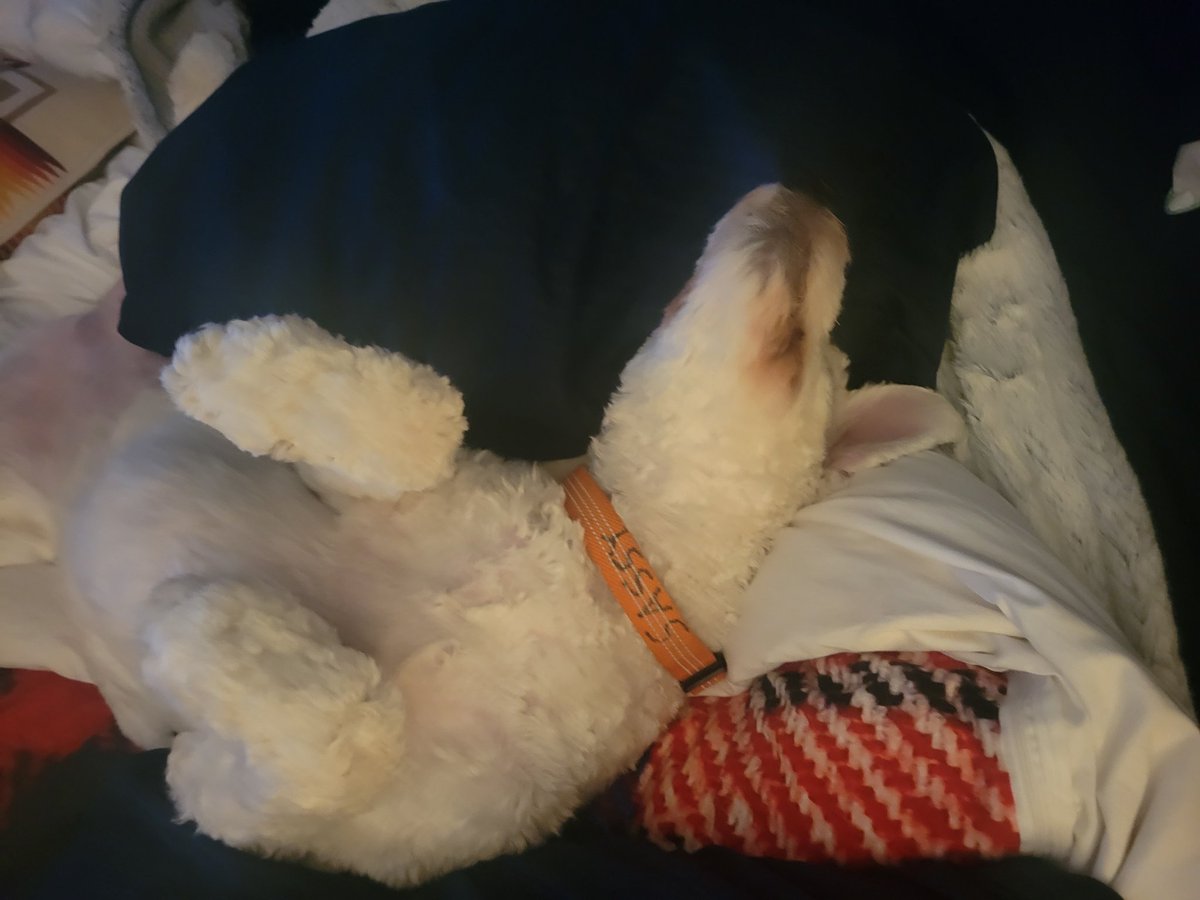 mauithedoodle's tweet photo. Dreaming of my palsie Isa in Wales. https://t.co/BoSGph4k4Q