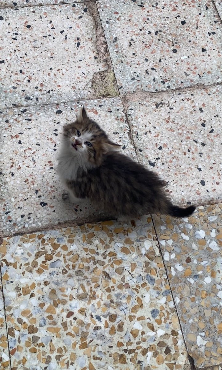 Merhaba, benim ismim yok. Annem beni bi balkonda doğurdu, o kötü kişi bizi balkondan sokağa fırlattı. Annem ve iki kardeşim öldü, bi tek ben kaldım geriye. 1 aylığım, korkuyorum, üşüyorum. Antep'te bana geçici ya da kalıcı yuva olur musunuz? Lütfen beni herkesle paylaşır mısınız?