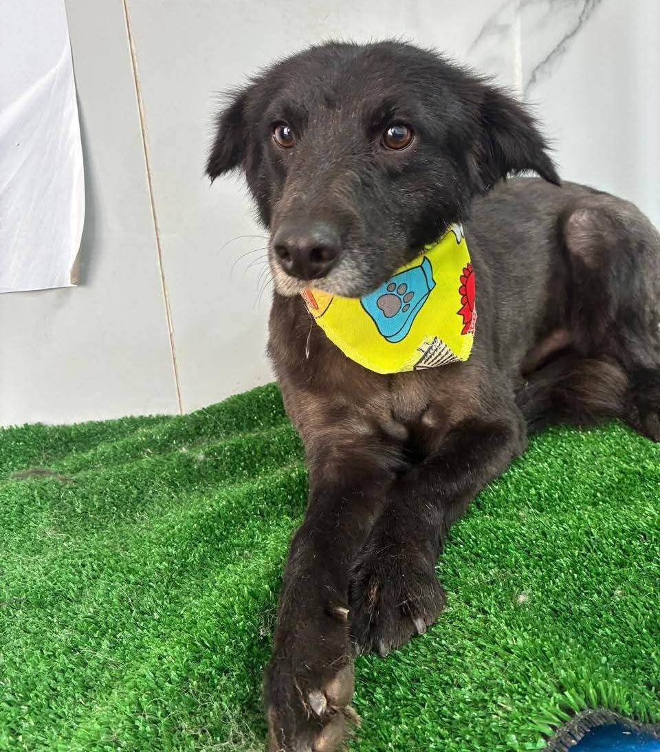 Cholito, de un año, en adopción responsable. Se encuentra castrado, desparasitado y vacunado. Es muy dócil, tierno, cariñoso y juguetón. Si deseas darle un hogar para siempre, comunícate al +56936706999. Favor RT! 
#Santiago