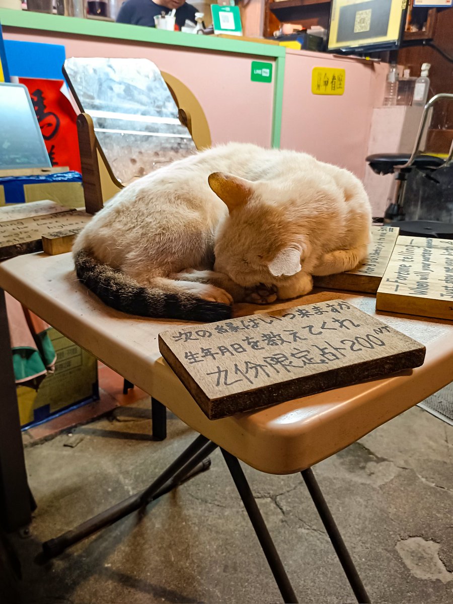 これは九份の人混みも気にせず爆睡してた猫 野良が逞しくて可愛い
