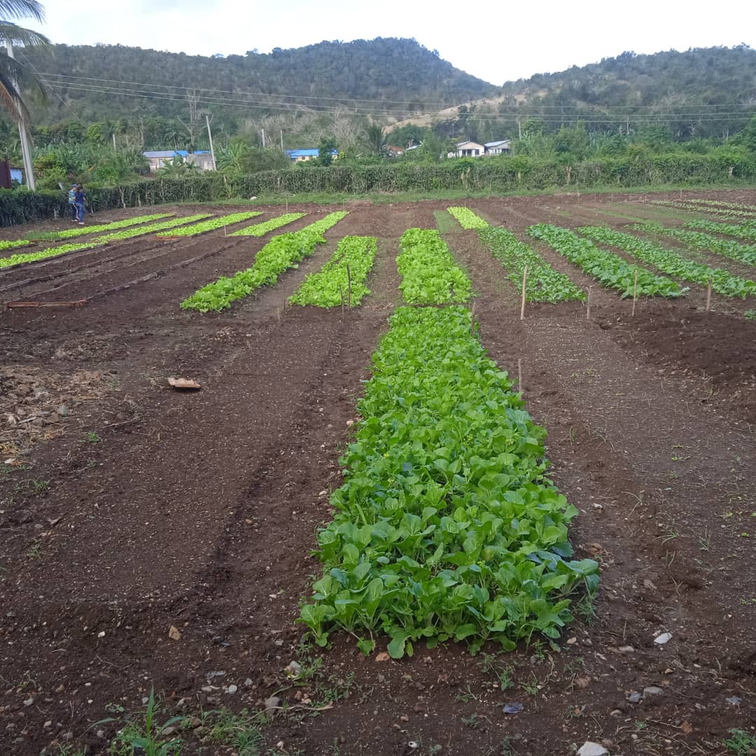 Fructífera jornada de trabajo en la finca productiva municipal César Escalante por los trabajadores de #EducaciónBáguanos #Holguín. Por una Soberanía Alimentaria sostenida.
<a href="/DMEBaguanos/">DGE Báguanos</a> <a href="/LuisFel07486070/">Luis Felipe Batista Rodríguez</a> <a href="/CubaMined/">MINED</a>