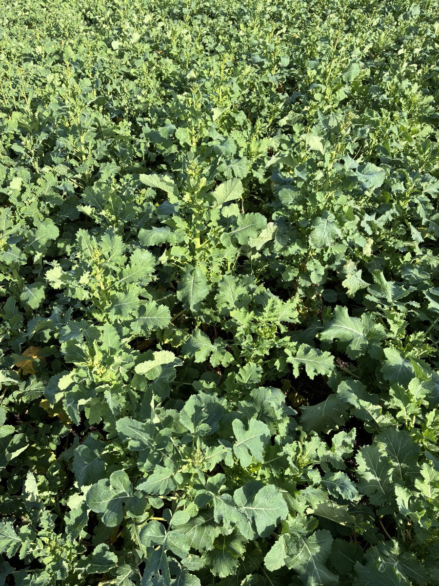 Daniel lievesley tweet media