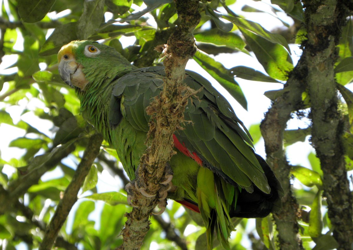 Yellow-crowned Parrot, Parque National de Cafe, Montenegro, Quindio, Colombia, August '12.