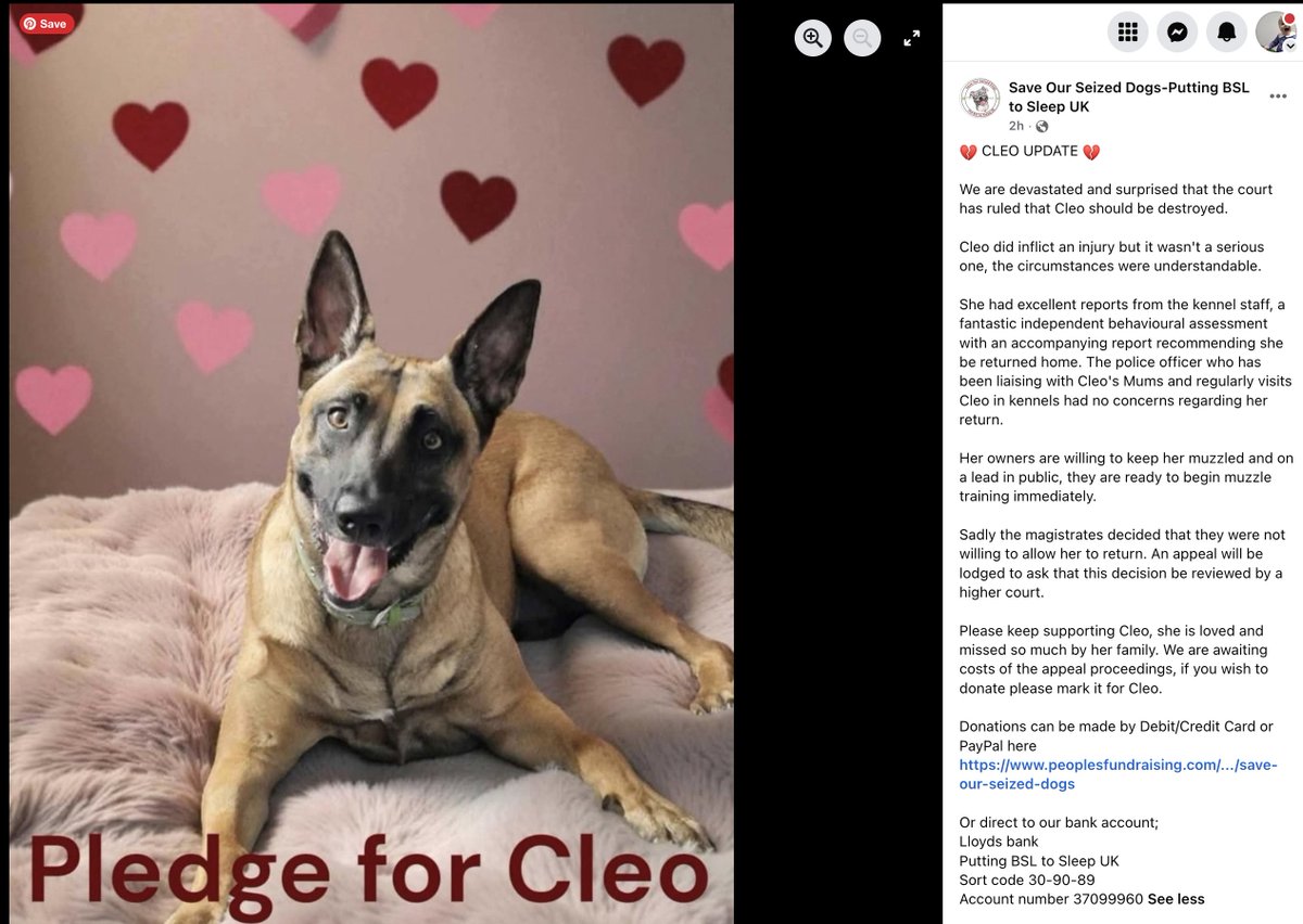 Skybluelee1's tweet image. Can any #doglover #doglovers help Cleo? Clueless magistrates have ruled she should be destroyed. Full details in photo. Click 👇 to donate tinyurl.com/ydny92p6 #dogstagram #dogsoftwitter #dogsofx #dogsofinstagram #AnimalLovers #dogsontwitter #Animalwelfare #AnimalCruelty