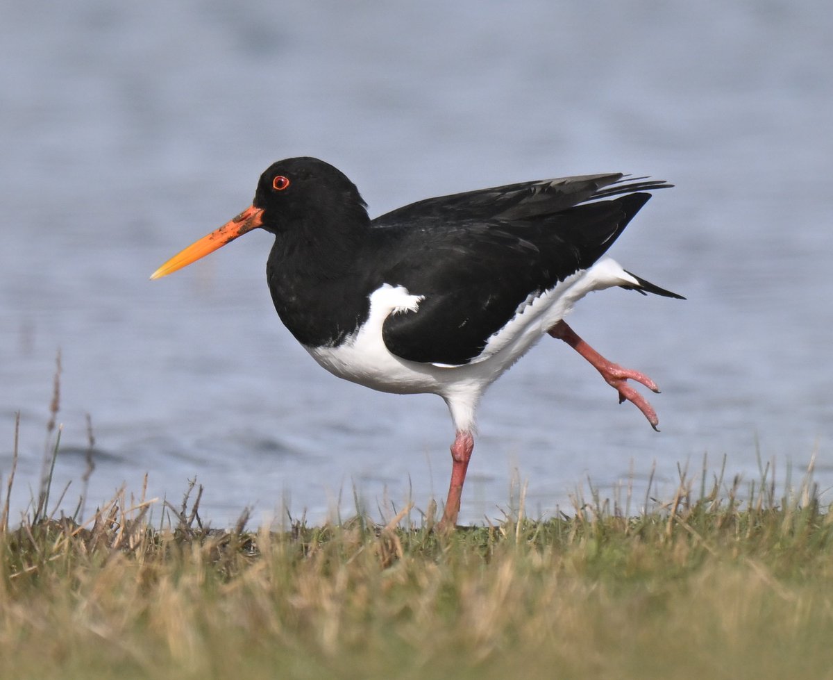 ockerby1's tweet photo. Old Moor Tuesday. Oystercatcher having a workout. https://t.co/phkgNOmPXh