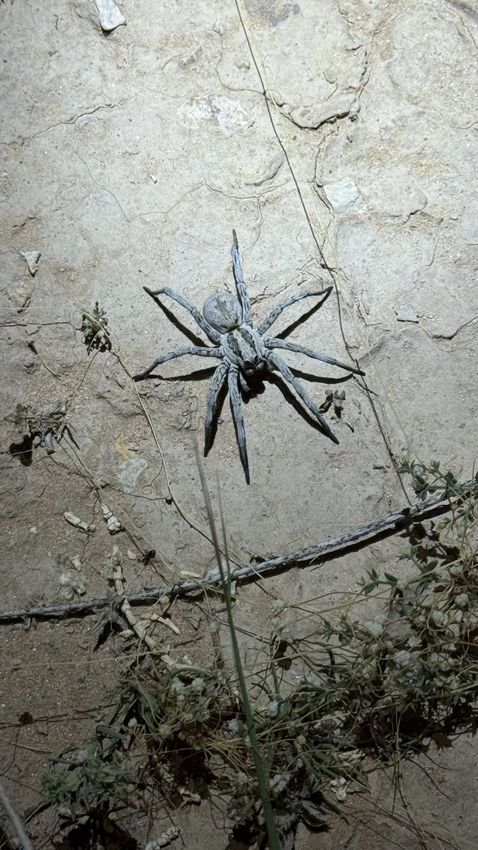 عقاب العقاب | مرشد هايكنج مدرب بيئيّ tweet media