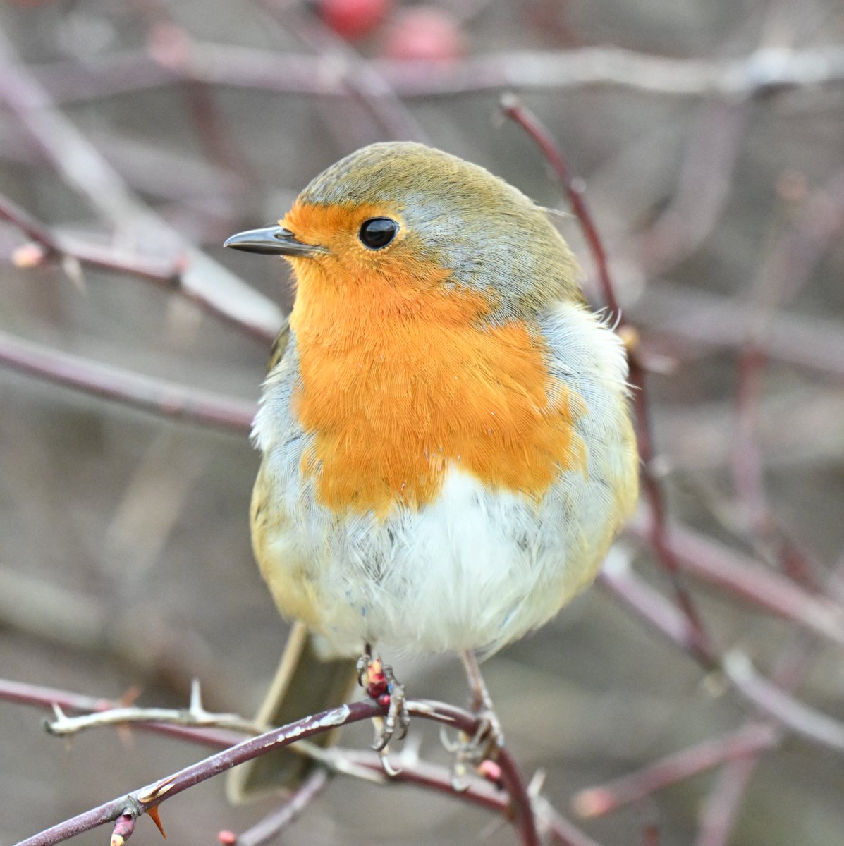 Old Moor Tuesday. Oystercatcher having a workout.