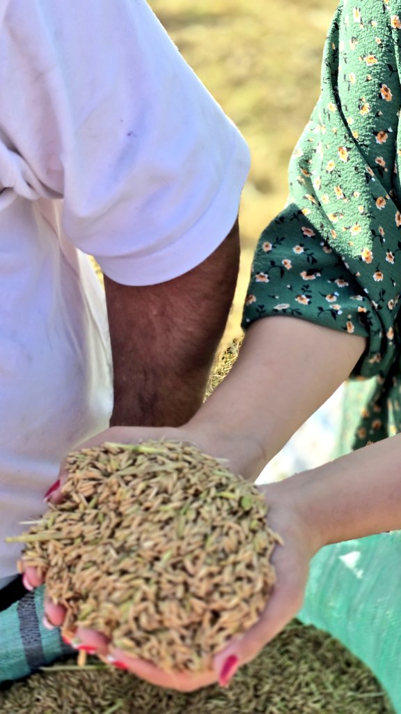 برنج سامگل🌾(ریشه در شالیزار) tweet media