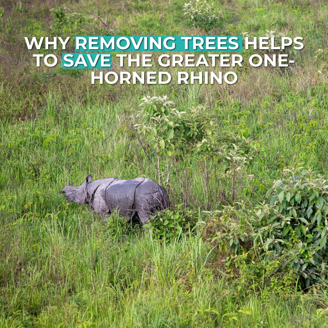 RhinosIRF's tweet photo. Why would conservationists cut down trees
In Manas National Park invasive plants are choking the grasslands greater one-horned rhino and elephants need to survive. See how our community is restoring the balance by hand to protect India’s rarest wildlife. 
https://t.co/CB29byX0tr https://t.co/tSaLODHqsZ