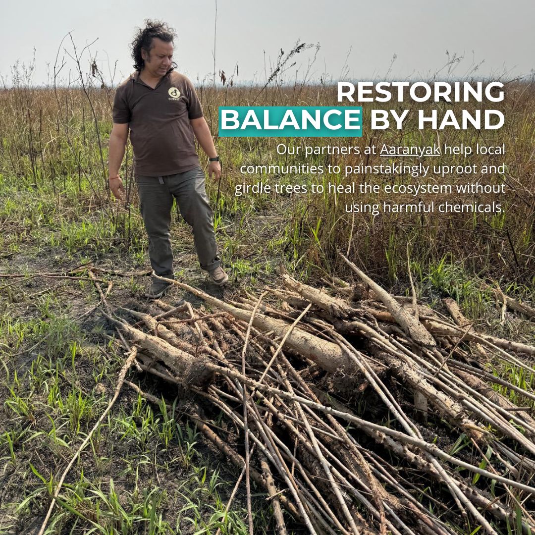 RhinosIRF's tweet photo. Why would conservationists cut down trees
In Manas National Park invasive plants are choking the grasslands greater one-horned rhino and elephants need to survive. See how our community is restoring the balance by hand to protect India’s rarest wildlife. 
https://t.co/CB29byX0tr https://t.co/tSaLODHqsZ