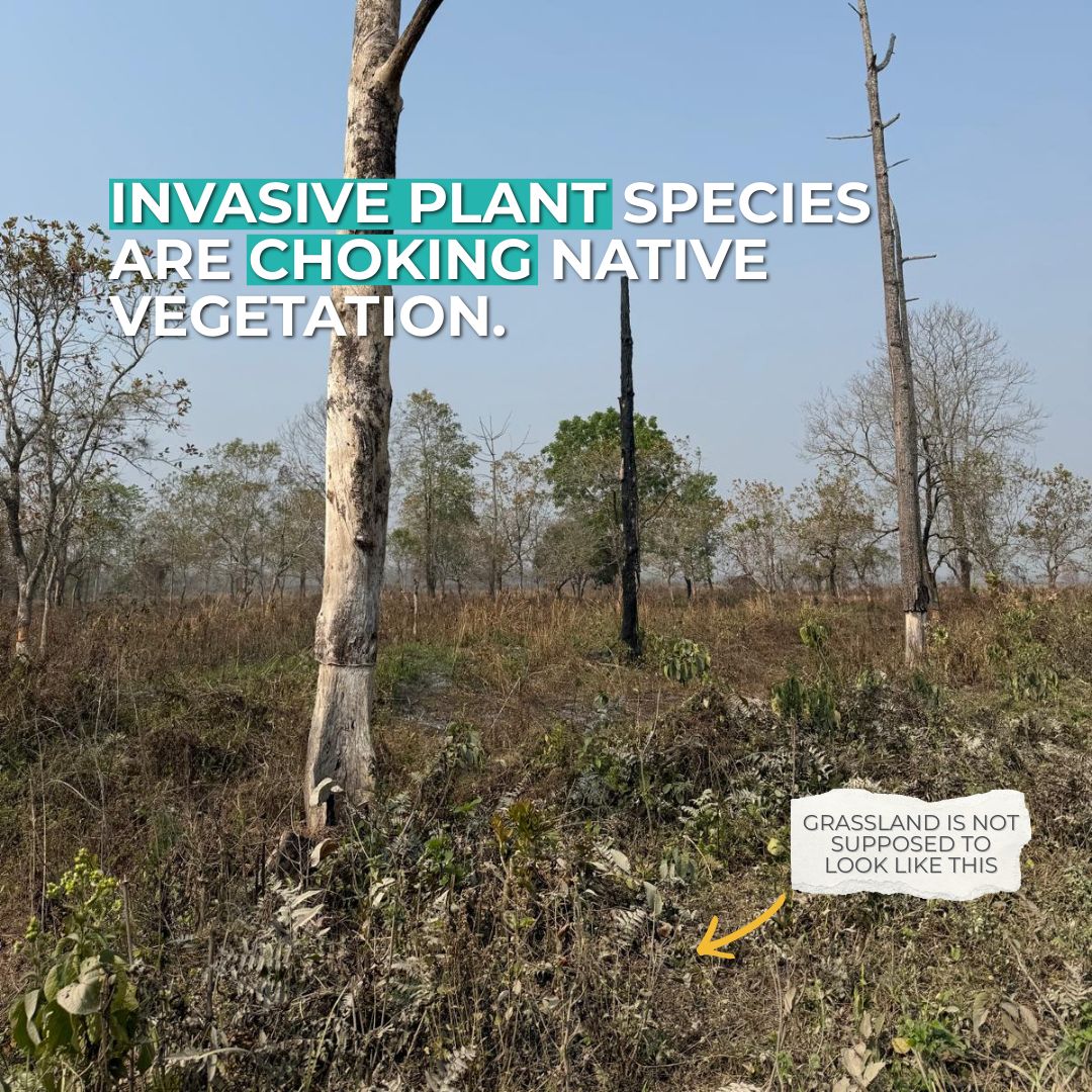 RhinosIRF's tweet photo. Why would conservationists cut down trees
In Manas National Park invasive plants are choking the grasslands greater one-horned rhino and elephants need to survive. See how our community is restoring the balance by hand to protect India’s rarest wildlife. 
https://t.co/CB29byX0tr https://t.co/tSaLODHqsZ