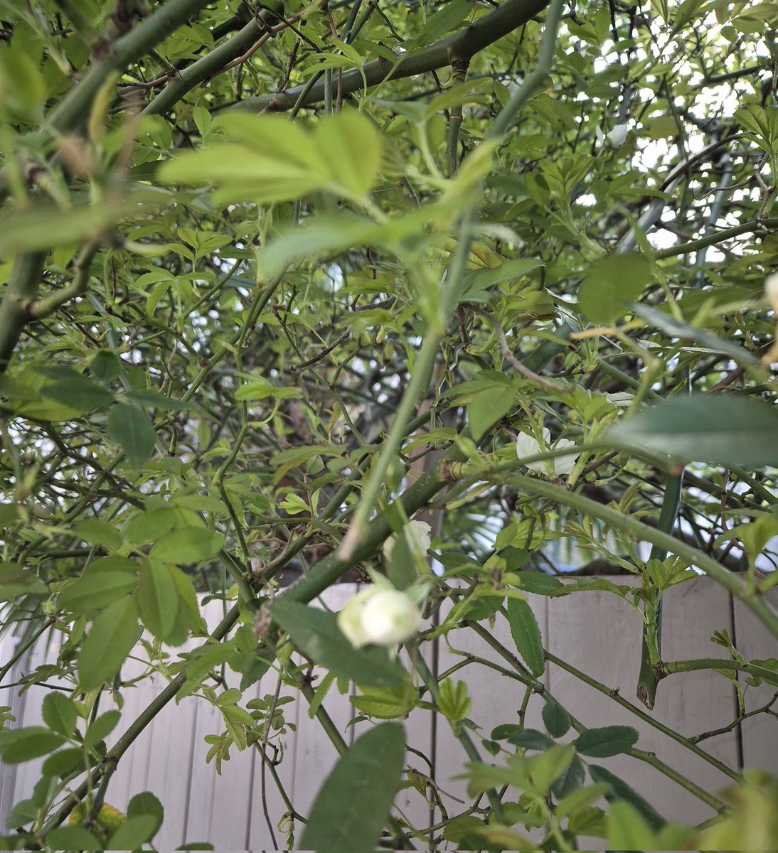 tugatripeira's tweet photo. #SpringIsComming 🥰🫶🌱🌸 https://t.co/FG61WFkpEp