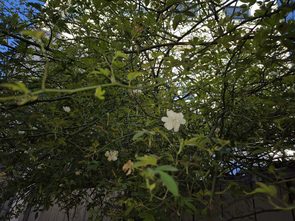 tugatripeira's tweet photo. #SpringIsComming 🥰🫶🌱🌸 https://t.co/FG61WFkpEp