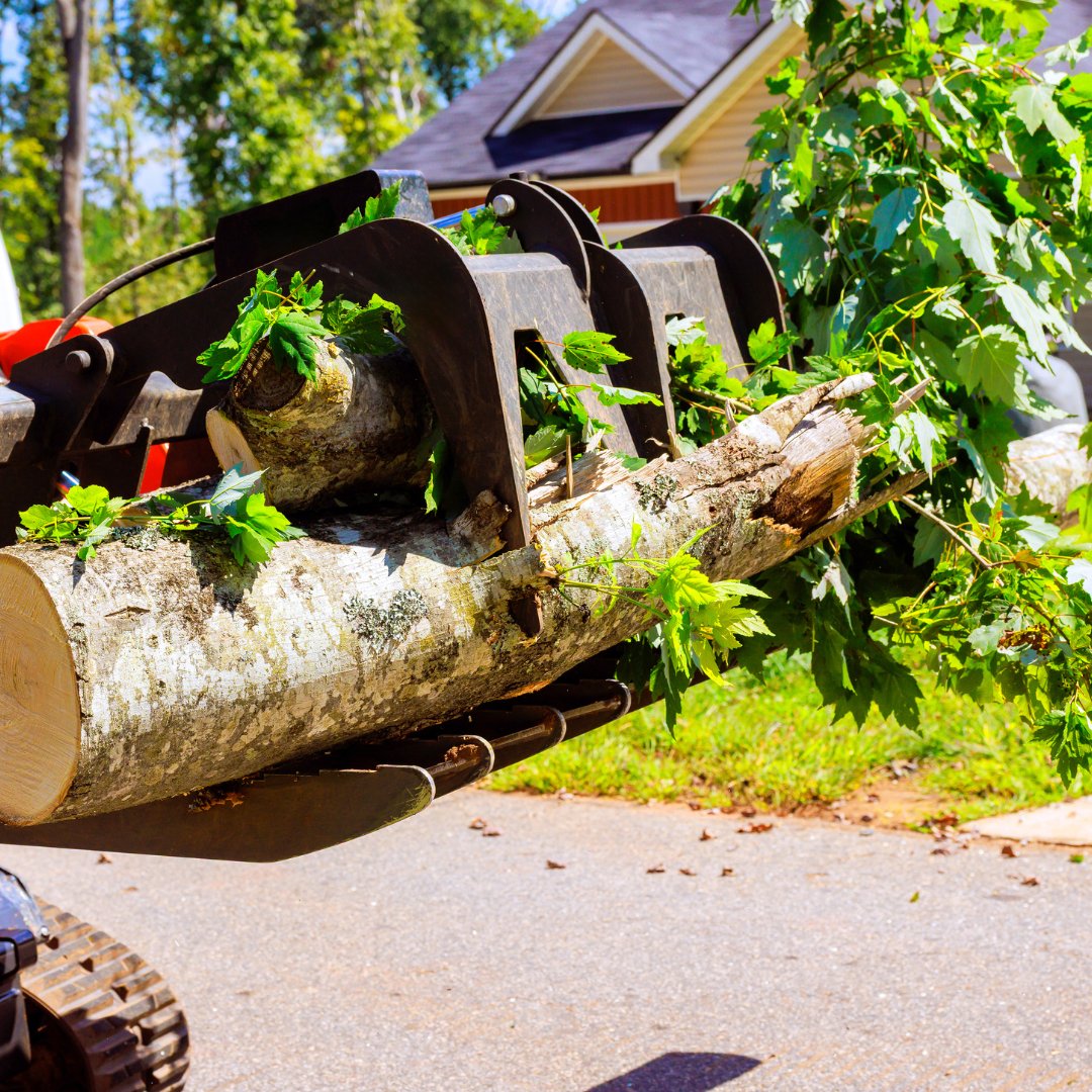 BrothersTree_'s tweet photo. Say goodbye to unwanted trees and reclaim your outdoor space! Our expert team delivers safe, efficient tree removal with minimal disruption. Book your consultation today and transform your yard. 

#BrothersTreeService #TreeTrimming #TreeRemoval #Pruning #Removal #Tree #YardHack https://t.co/iYrWsRGtNJ