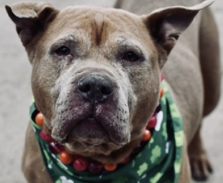 MoishesMom's tweet photo. 🆘Annie 🆕 Dumped 2️⃣💉Senior🆘
To look at Annie is to look at unconditional ♥️…& her filthy human dumped her in her dotage👿😤
She’s at Staten Island NYCACC
🆔2️⃣4️⃣7️⃣9️⃣4️⃣0️⃣ Hop on the ⛴️
DM @notthesameone2 to adopt this Exquisite 1️⃣1️⃣ yr old girl 🙏🏻 🚫💉Seniors #SaveAnnie https://t.co/k23hp722ae
