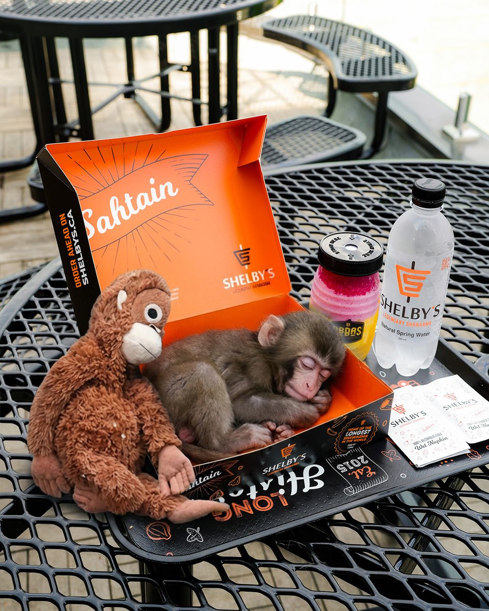shelbyscanada's tweet photo. Punch za monkey escapes Ichikawa City Zoo and discover somesing legendary 🥸🌯 https://t.co/ghe0HNhVi0