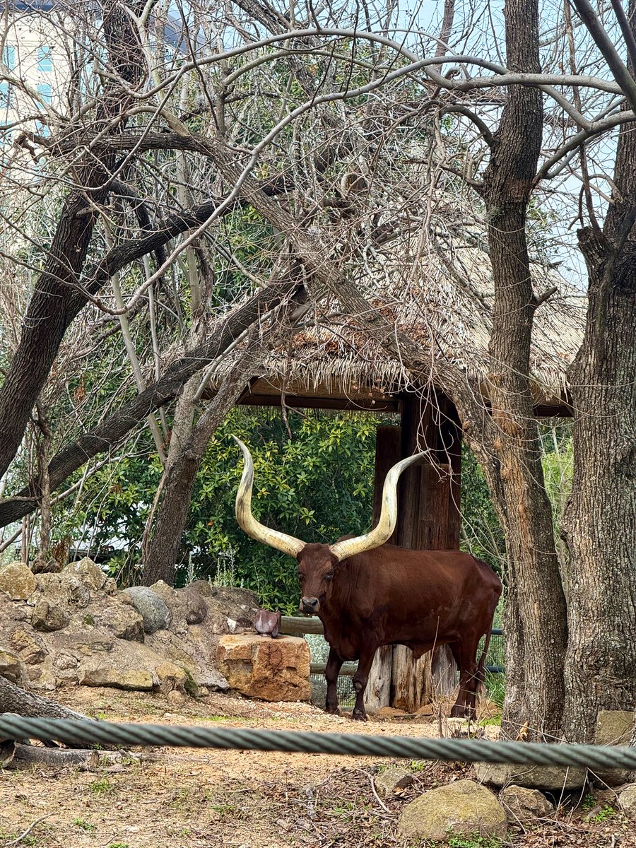 River Oaks IB World School tweet media